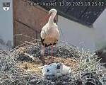 Capi_Dubne_20250613_182503.jpg