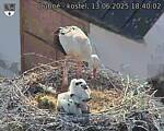 Capi_Dubne_20250613_184002.jpg