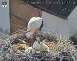 Capi_Dubne_20250613_185504.jpg
