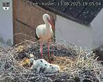 Capi_Dubne_20250613_190504.jpg
