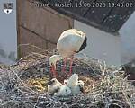 Capi_Dubne_20250613_194002.jpg