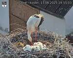 Capi_Dubne_20250613_195503.jpg