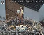 Capi_Dubne_20250613_200504.jpg