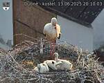 Capi_Dubne_20250613_201003.jpg
