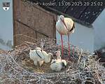 Capi_Dubne_20250613_202502.jpg