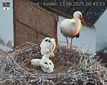 Capi_Dubne_20250613_204503.jpg