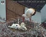 Capi_Dubne_20250613_205004.jpg