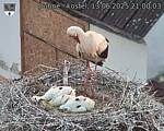 Capi_Dubne_20250613_210003.jpg