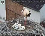 Capi_Dubne_20250613_210504.jpg