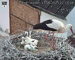 Capi_Dubne_20250613_211504.jpg
