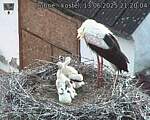 Capi_Dubne_20250613_212004.jpg