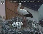 Capi_Dubne_20250613_213003.jpg
