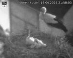 Capi_Dubne_20250613_215003.jpg