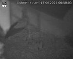 Capi_Dubne_20250614_005003.jpg