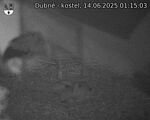 Capi_Dubne_20250614_011503.jpg