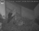 Capi_Dubne_20250614_040003.jpg
