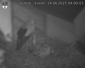 Capi_Dubne_20250614_040003.jpg (1350 x 1080)