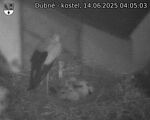 Capi_Dubne_20250614_040503.jpg