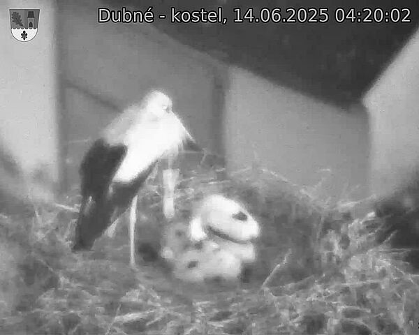 Capi_Dubne_20250614_042002.jpg (1350 x 1080)