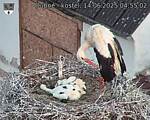 Capi_Dubne_20250614_045502.jpg