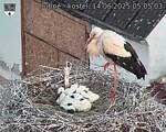 Capi_Dubne_20250614_050503.jpg
