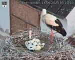 Capi_Dubne_20250614_051003.jpg