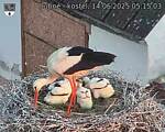 Capi_Dubne_20250614_051503.jpg