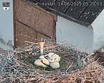 Capi_Dubne_20250614_052003.jpg