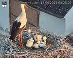 Capi_Dubne_20250614_052503.jpg