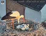 Capi_Dubne_20250614_053503.jpg