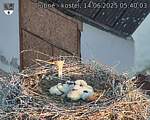 Capi_Dubne_20250614_054003.jpg