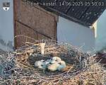 Capi_Dubne_20250614_055003.jpg
