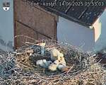 Capi_Dubne_20250614_055503.jpg
