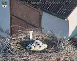 Capi_Dubne_20250614_060503.jpg