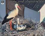 Capi_Dubne_20250614_061003.jpg