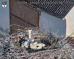 Capi_Dubne_20250614_062503.jpg