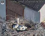 Capi_Dubne_20250614_063003.jpg
