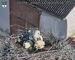 Capi_Dubne_20250614_063503.jpg