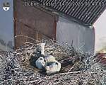 Capi_Dubne_20250614_064003.jpg