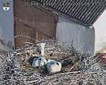 Capi_Dubne_20250614_064503.jpg
