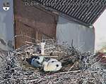 Capi_Dubne_20250614_065003.jpg