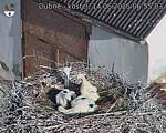 Capi_Dubne_20250614_065503.jpg