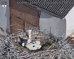 Capi_Dubne_20250614_070003.jpg