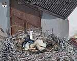 Capi_Dubne_20250614_070503.jpg