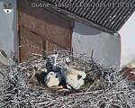 Capi_Dubne_20250614_071003.jpg