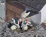 Capi_Dubne_20250614_071503.jpg