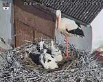 Capi_Dubne_20250614_072003.jpg