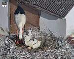 Capi_Dubne_20250614_072503.jpg