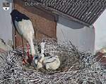 Capi_Dubne_20250614_073003.jpg