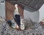 Capi_Dubne_20250614_073503.jpg